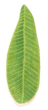 abyss-habidecor-green-leaf-shaped-bath-rugs.jpg
